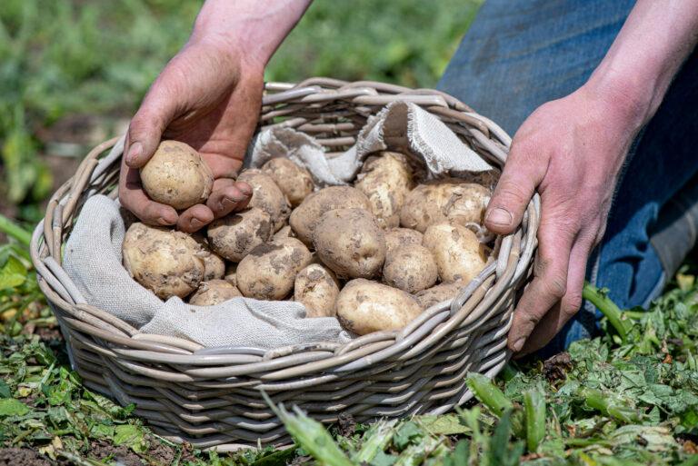 Cornish New potatoes